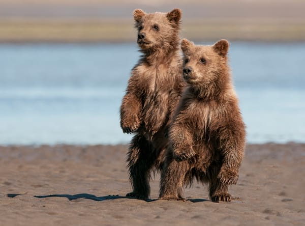Обои медведи, Аляска, Национальный парк и заповедник Лейк-Кларк, Lake Clark National Park, медвежата, стойка, пара, два медвежонка, Alaska
