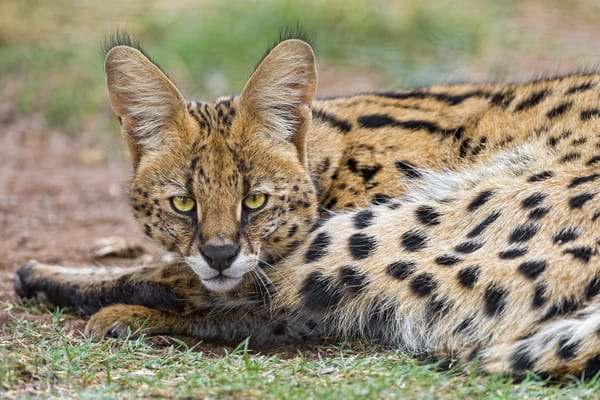 Обои сервал, взгляд, ©Tambako The Jaguar, кошка, морда