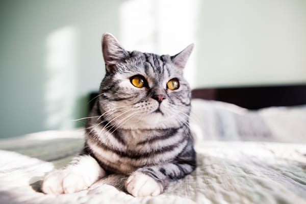 Обои серый, gray, серый кот, yellow eyes, желтые глаза, кот, cat