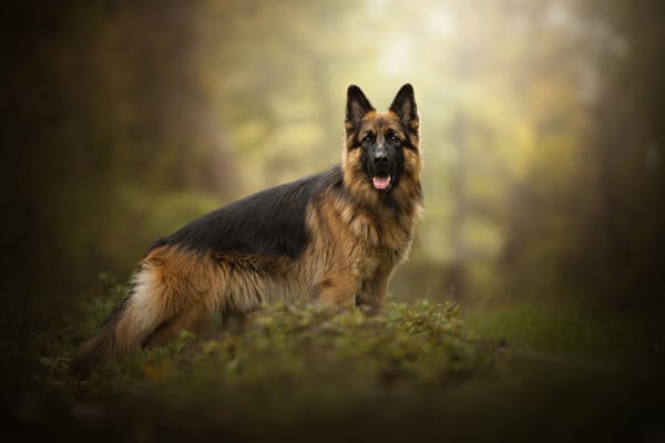 Обои собака, Dog Photography, Gin, овчарка