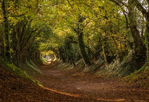 Обои England, дорога, туннель, Stane Street, осень, Англия, Западный Суссекс, Халнакер, West Sussex, тоннель, Halnaker, деревья, Roman road
