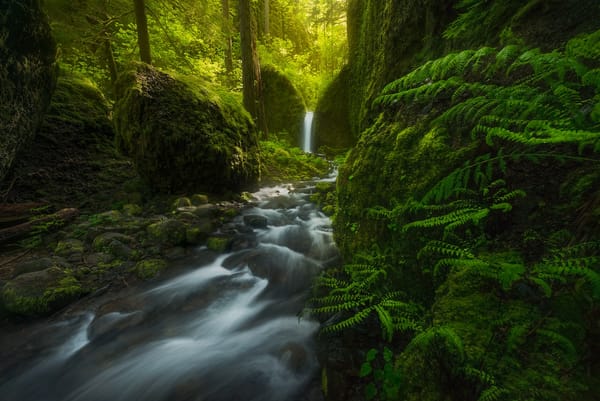 Обои Oregon, США, папоротник, водопад, Mossy Grotto Falls, лес