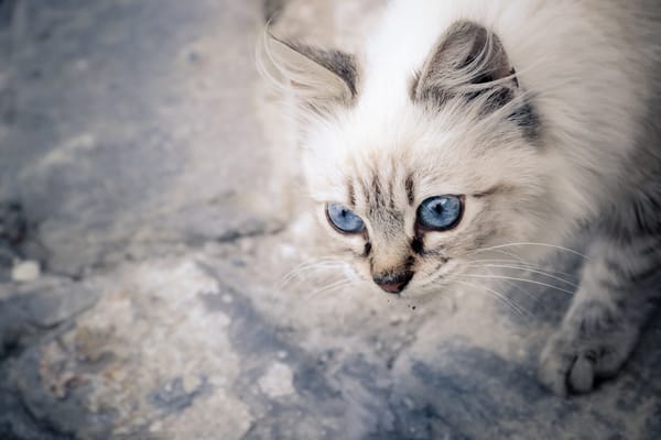 Обои мордочка, котёнок, голубые глаза