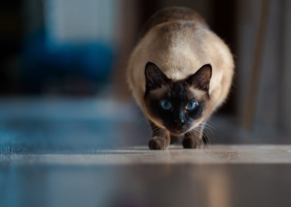 Обои боке, кошка, Сиамская кошка, голубые глаза, взгляд