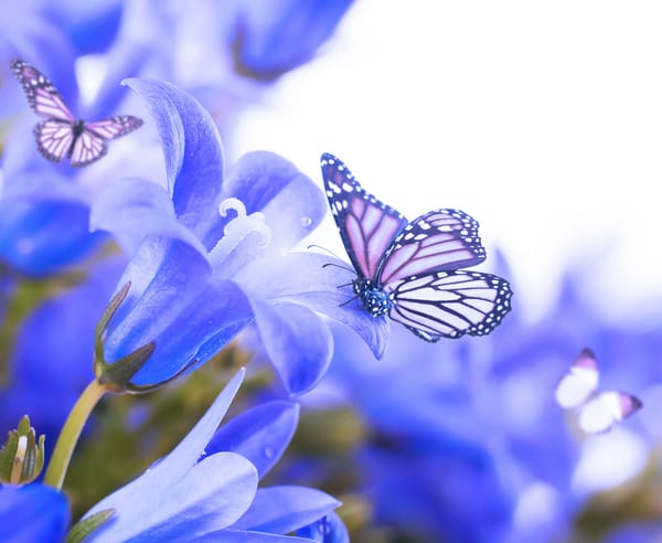 Обои цветы, butterflies, бабочки, колокольчики, bells, flowers,