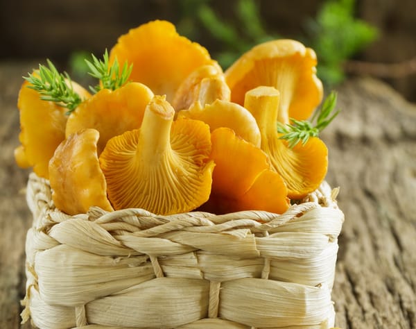 Обои корзинка, fresh mushrooms, лисички, basket, свежие грибочки,