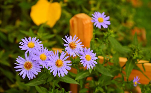 Обои Purple flowers, Фиолетовые цветы, Цветочки