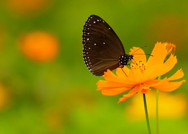 Обои butterfly, точки, antennae, stalk, хоботок, white dots, белые точки, bokeh, wings, крылья, усики, стебель, proboscis, бабочки, боке, flower, dots, цветок