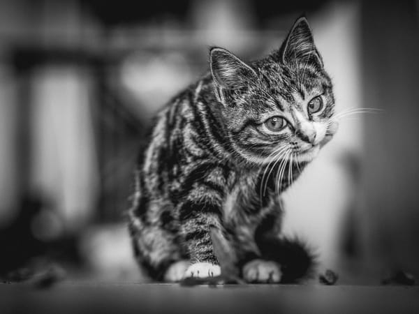 Обои котёнок, кот, кошка, чёрно - белое
