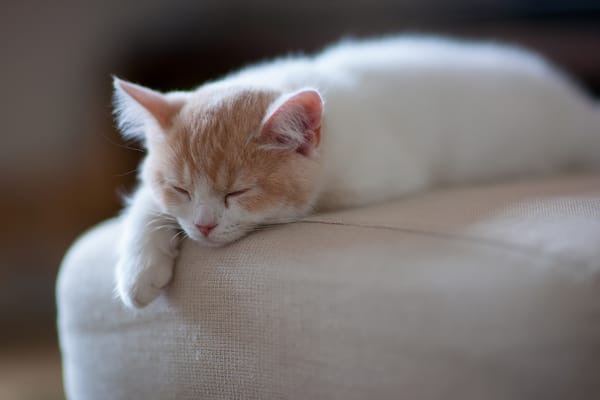 Обои котенок, © Ben Torode, Hannah, сон