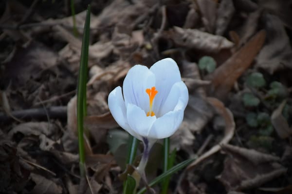 Обои Крокус, Белый цветок, Crocus, White flower