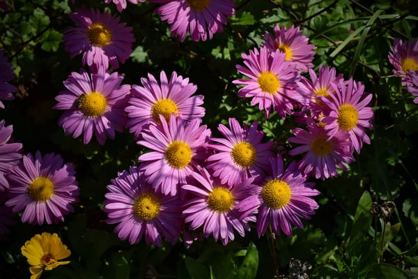 Обои Цветы, Сиреневые цветы, Flowers