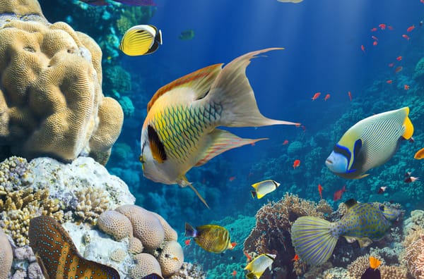 Обои fish, море, underwater, океан, ocean, коралловый риф, sea, coral reef, под водой, рыба