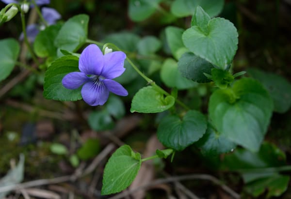 Обои Листья, Purple flower, Leaves, Цветочек