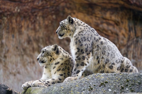Обои снежный барс, ©Tambako The Jaguar, профиль, пара, кошка, камень, ирбис