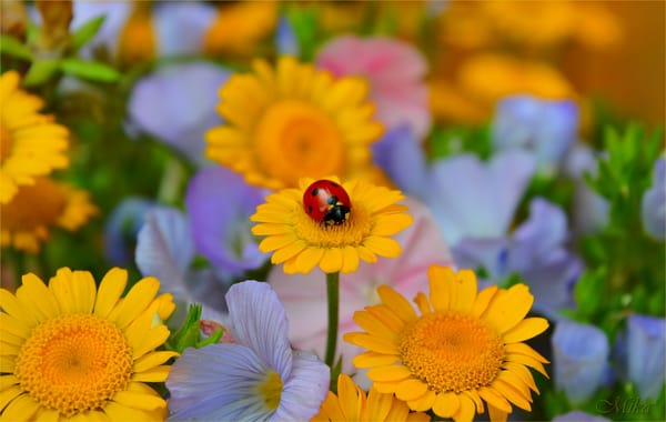 Обои Цветы, Божья коровка, Flowers