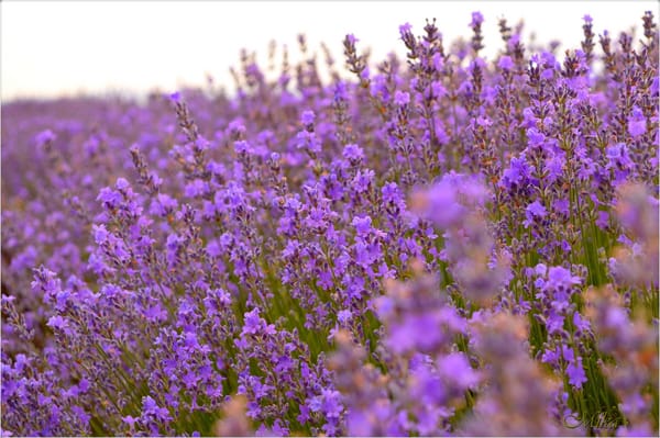 Обои Лаванда, Lavender, Лавандовое поле