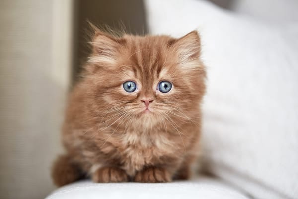 Обои кошка, портрет, котенок, шоколадный, британский, светлый, голубоглазый, взгляд, мордочка, котёнок, сидит