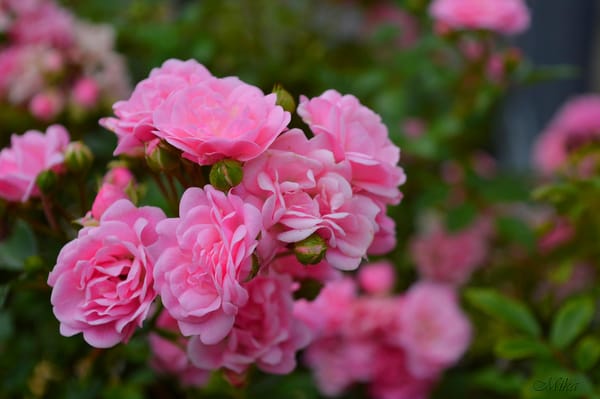 Обои Розы, Розовые розы, Roses, Pink roses