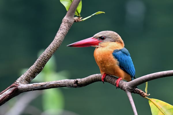 Обои птицы, рубиновый зимородок, ветка, bird