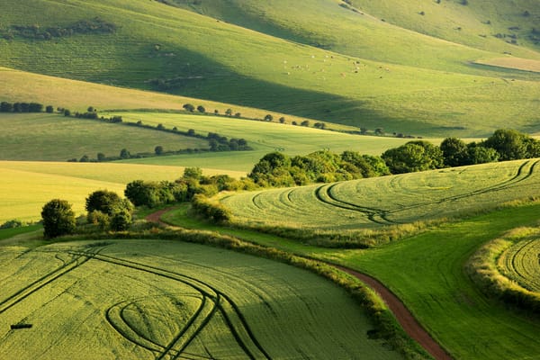Обои Англия, поля, лето, Сассекс, South Downs National Park, графство Суссекс