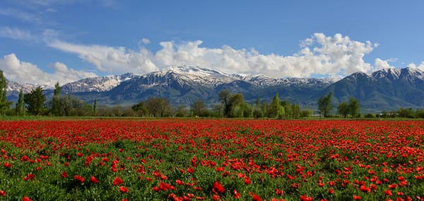 Обои Erzincan, цветы, маковое поле, маки, Горы Мунзур, Эрзинджан, Турция, Turkey, горы, Munzur Mountain, поле