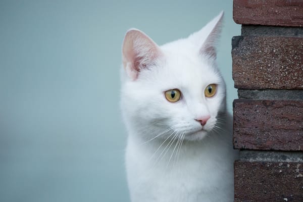 Обои белая кошка, белый кот, взгляд