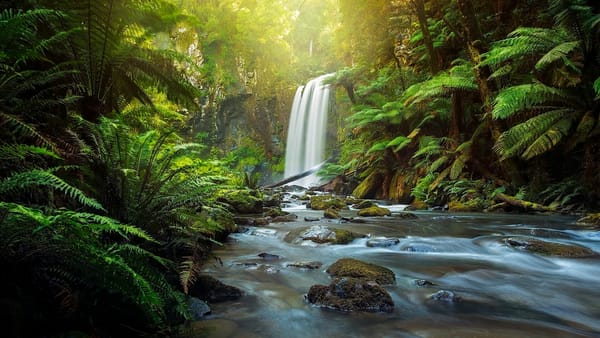 Обои Hopetoun Falls, Австралия, лес, папоротник, Aire River, Victoria, The Otways, Australia, Great Otway National Park, водопад, река