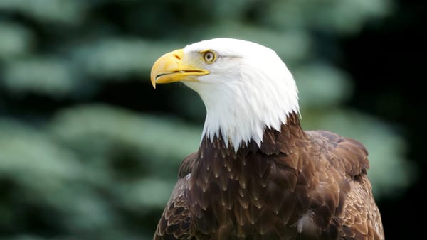Обои взгляд, Птица, профиль, bird, белоголовый орлан, bald eagle