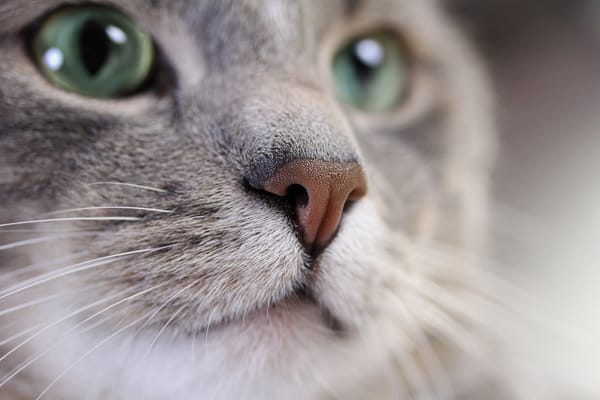 Обои кот, размытость, серебристо, изумрудный, серый, cat, мордочка, боке, окрас, взгляд, усы, котяра