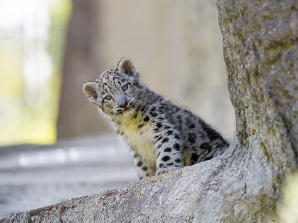 Обои снежный барс, ©Tambako The Jaguar, кошка, детёныш, взгляд, котёнок, ирбис
