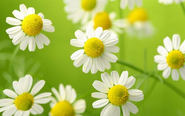Обои ромашки, крупный план, Chamomile, белые цветы