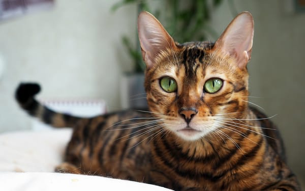 Обои Бенгальская кошка, котэ, забавные животные, Prionailurus bengalensis, 4к, коты