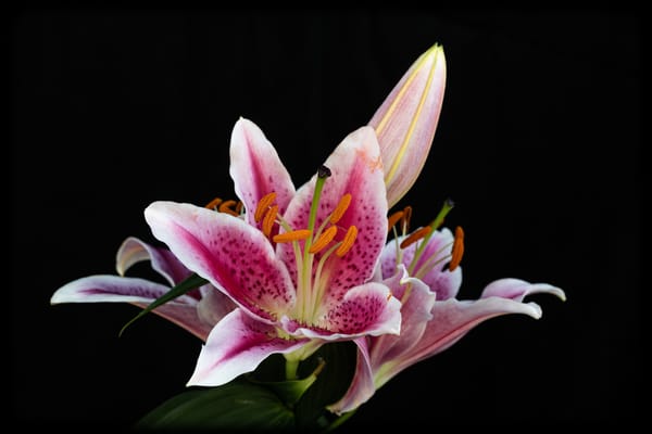 Лилия Цветок Фото Крупным Планом