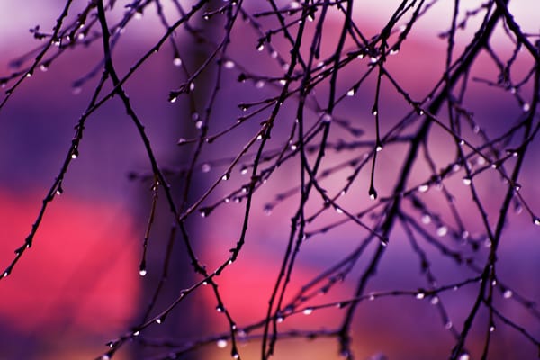 Обои ветки, капли, восход, autumn rain