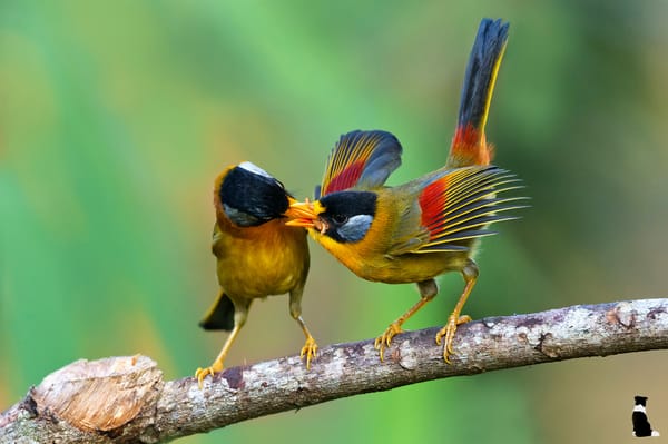 Обои silver eared mesia, птицы, leiothrichidae, ветка, еда, by k s kong