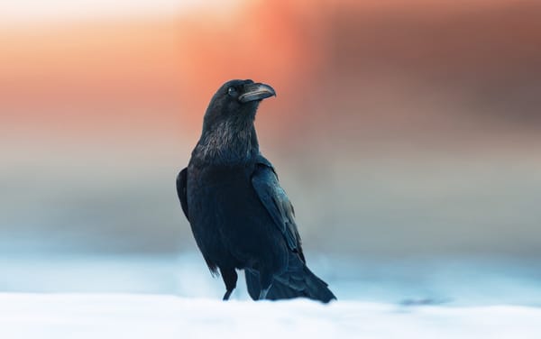 Обои ворон, черный, птица, Сергей Рыжков, Corvus corax