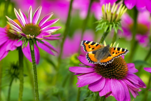 Обои бабочка, butterfly, крапивница, small tortoiseshell, цветок, макро, метелик
