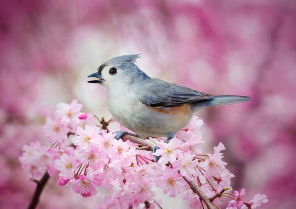 Весна Птицы Фото