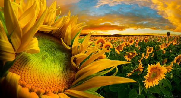 Обои природа, красиво, Adrian Borda, подсолнухи, поле, фотограф, небо