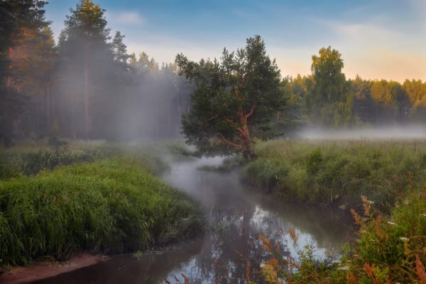Обои лес, Нeger (Роман), река Шередарь, осока, туман