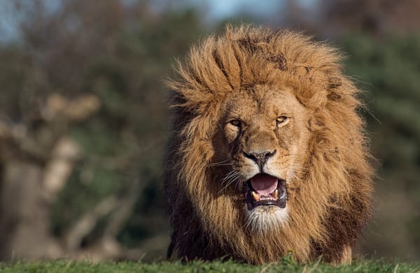 Обои Лев, Lion, хищник, саванна