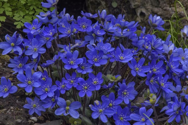 Обои Крупным планом, Синий, Hepatica, Цветы