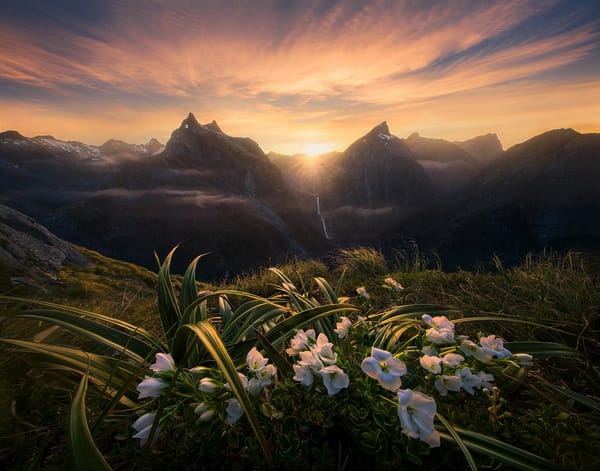 Обои Marc Adamus, Новая Зеландия, природа, закат, трава, солнце, пейзаж, цветы, горы