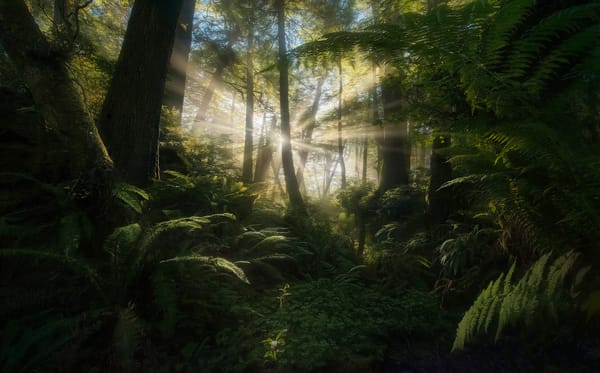 Обои Marc Adamus, природа, солнце, папоротник, лес, деревья, лучи