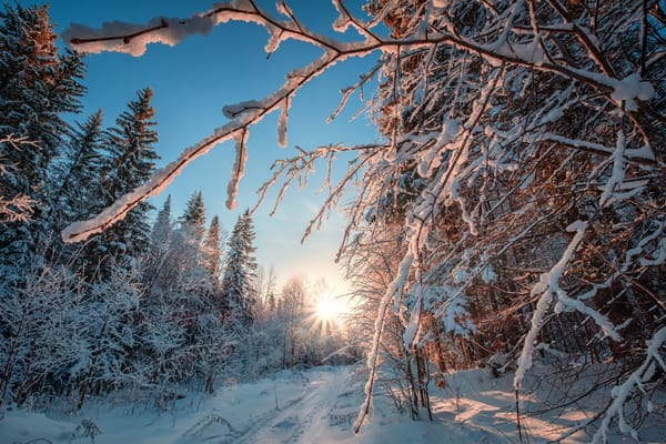 Обои Андрей Чиж, лучи, лес, Пермский край, ветки, деревья, снег, зима, природа, дорога, солнце, пейзаж