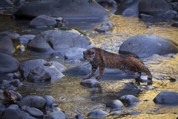 Обои Камни, Животные, Ручей, cat, Большие кошки, Wild