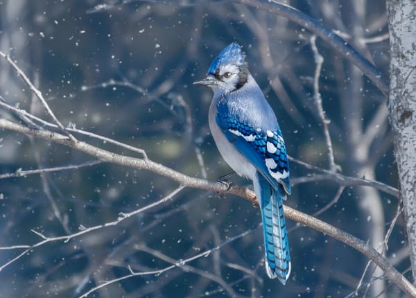 Сойка Птица Фото Зимой