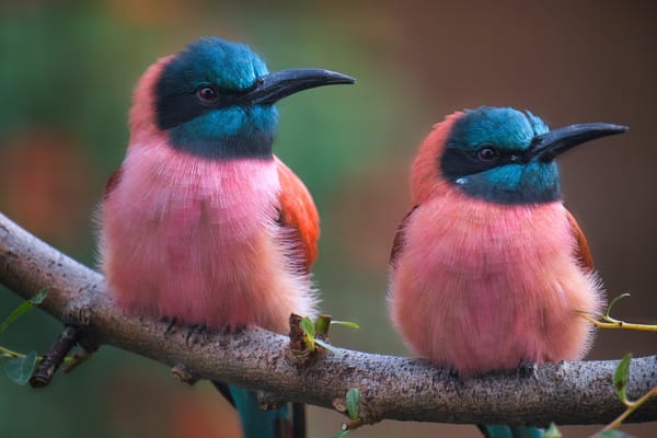 Птицы Мира Фото