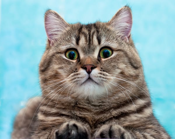 Обои кошка, британская, british shorthairg, короткошерстная
